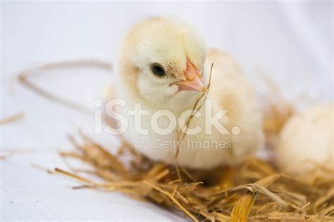 Chicks Hatched From Eggs Stock Photo Royalty Free Freeimages
