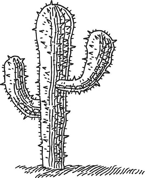 Set hand drawn black and white cactus vector. Best Black And White Cactus Illustrations, Royalty-Free ...