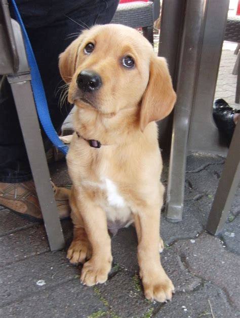 Golden Retriever Lab Mix Dogs