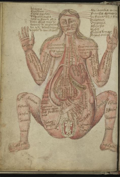 Anatomical Illustrations From 15th Century England The Public Domain
