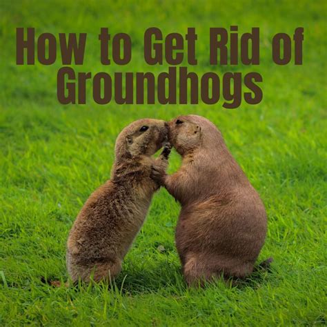 12 Effective Ways To Get Rid Of Groundhogs For Good Get Rid Of