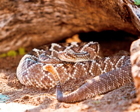 Venomous Snakes Of The Amazon Basin Worldatlas