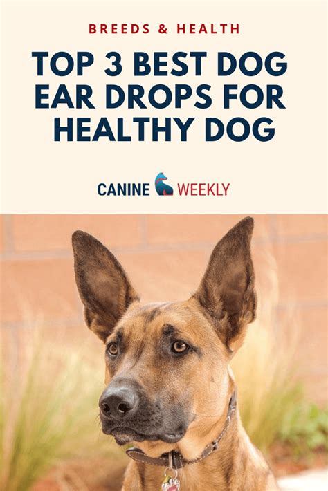 Pin On Dog Health Tips