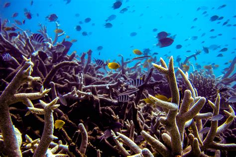 Threatened Tropical Coral Reefs Form Complex Ancient Associations With