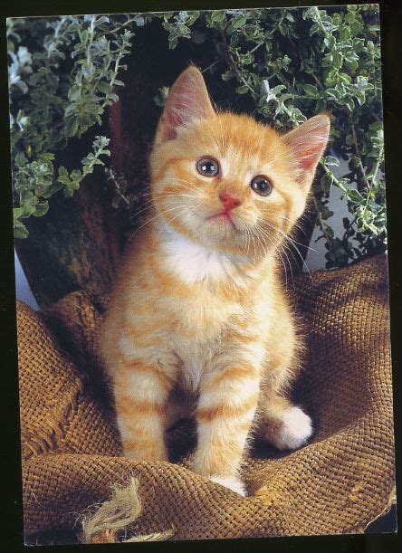 Orange Tabby Kittens Cute Kittens Photo 41521088 Fanpop
