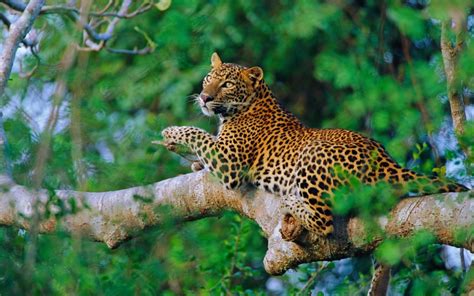 Scourge Or Savour How Tourism Is Impacting Sri Lankas Abundant Wildlife