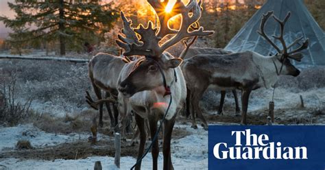 Mongolian Reindeer Herders In Pictures World News The Guardian