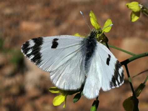 Dappled White Butterfly Identification Facts And Pictures