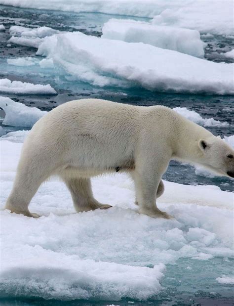 Dozens Of Polar Bears Invade Remote Russian Town Create Emergency