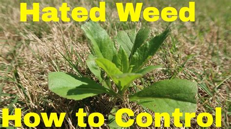 Tips on lawn weed control, how to maintain and control tall fescue. Spring Weed Control Tips for Hated Weed in Lawn - YouTube