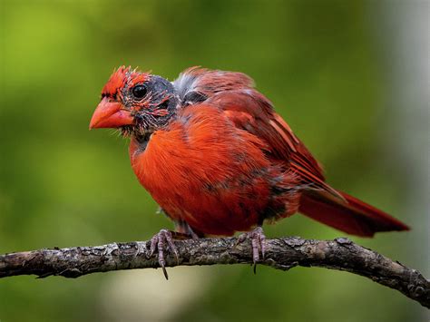 Northern Cardinal In Molt Male Photograph By Mike Brickl Pixels