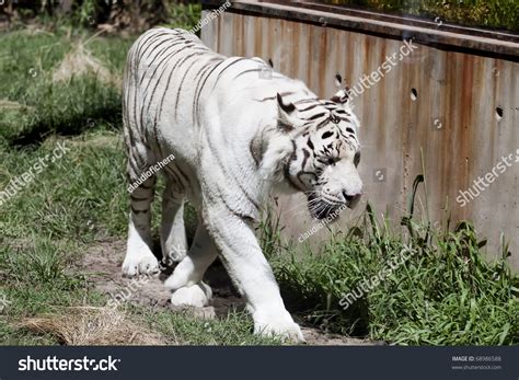 White Tiger Stalking Its Prey Stock Photo 68986588 Shutterstock