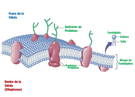 Conalep Madi Membrana Celular