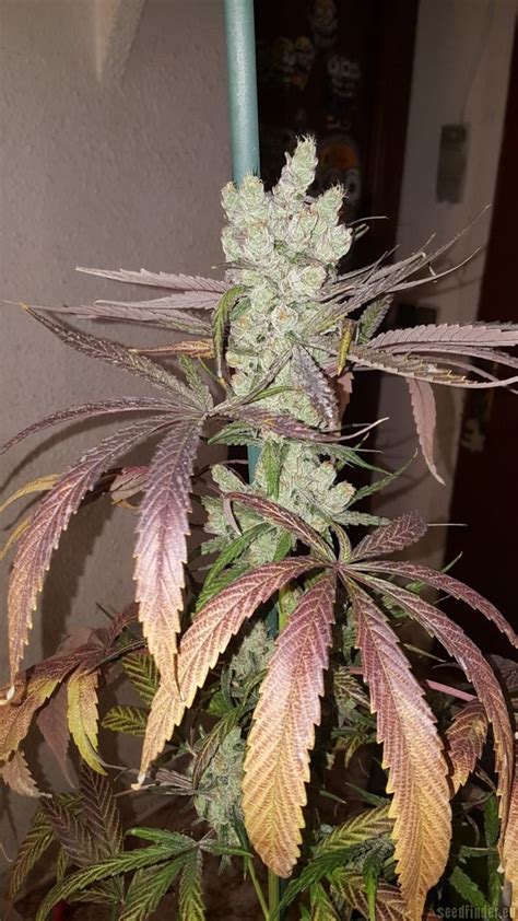 Strain Gallery Zombie Kush Ripper Seeds Pic 05062005930014766 By Goboafan