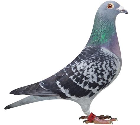 Be sure to enter below for the random drawing to win a pair of young birds. Pigeons for sale | Drdeweerdpigeons