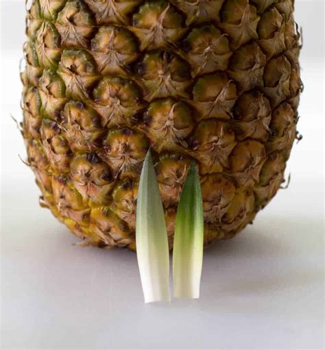 If you want to tell if a pineapple is ripe and ready to eat, start out by smelling the stem to see if it's sweet. How to know if a pineapple is ripe ONETTECHNOLOGIESINDIA.COM