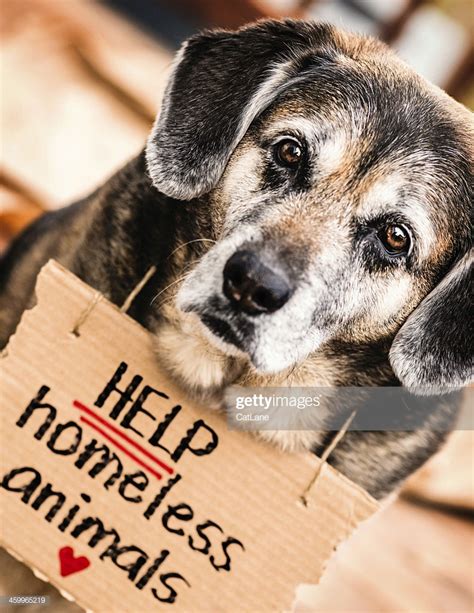 Help Homeless Animals Stock Photo Getty Images