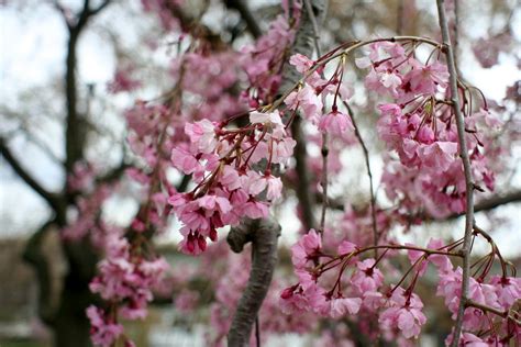 Pink Blossoms Isaac Wedin Flickr