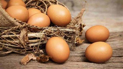 Telur Fertil Ayam Shamo Tiwiksiwil Blogs