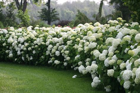 Top 10 White Hydrangeas Garden Design