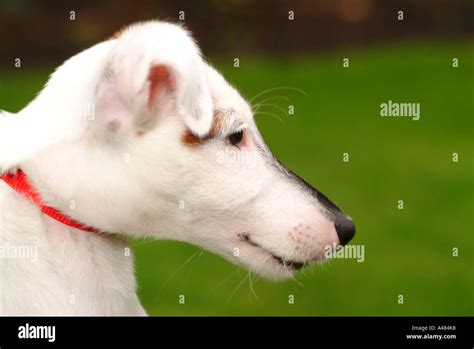 Smooth Haired Fox Terrier Puppy Stock Photo Alamy