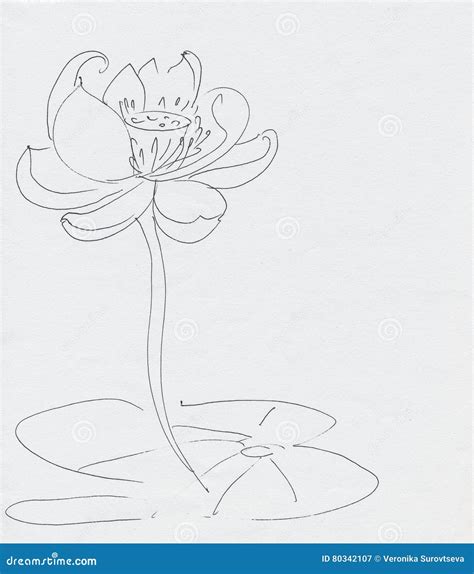 Lotus Flower Line Art Ink Pen Drawing Stock Illustration Illustration