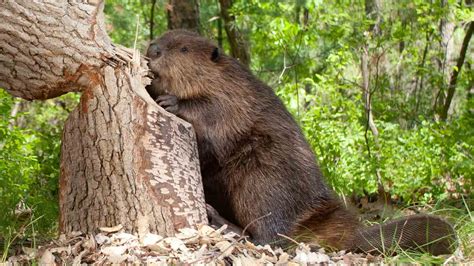 Canadas Beautiful Beaver Reformed Perspective