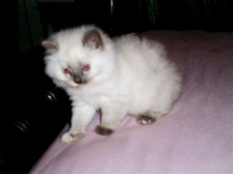 RAGDOLL KITTENS FOR SALE ADOPTION From Cherry Hill New Jersey Adpost