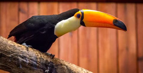 Toco Toucan Zoo And Snake Farm New Braunfels