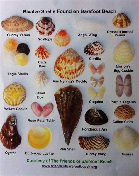 Shell Identification Seashell Crafts Sea Shells Types Of Shells