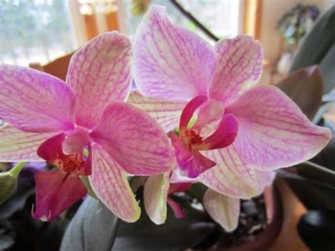 Then put your moth orchid in a room in your house that simulates the conditions that will cause it to flower again. How to make your orchids bloom constantly. - YouTube