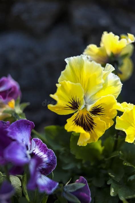 Yellow And Purple Pansies Stock Image Image Of Petal 70963771