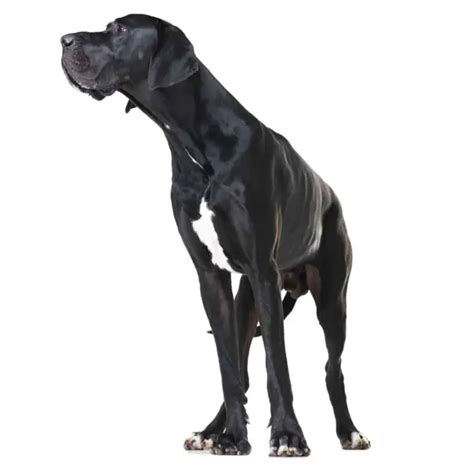 Do Great Danes Shed Puphelp