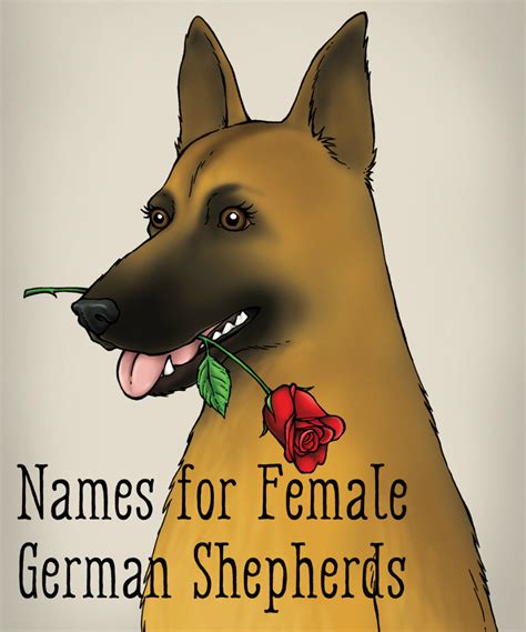 60 Best Dog Names For German Shepherd Puppies Pethelpful