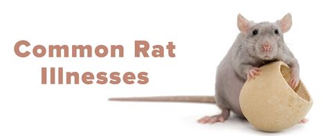 Common Rat Illnesses What Are They Small Pet Select