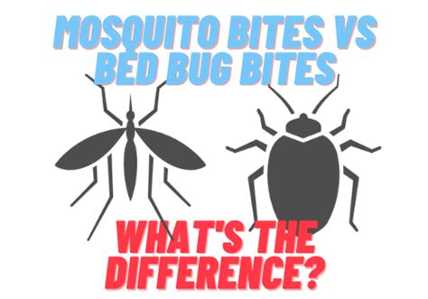 Mosquito Bites And Bed Bug Bites Whats The Difference What Diseases