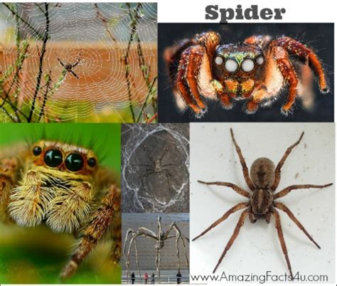 30 Awesome And Amazing Spider Facts Amazing Facts 4u