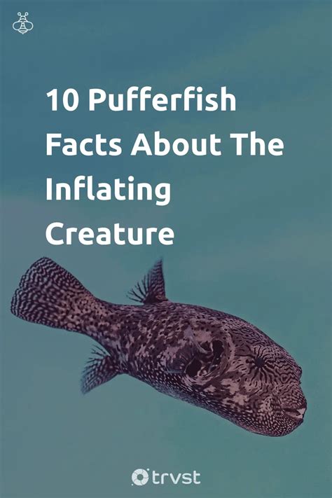 10 Pufferfish Facts About The Inflating Creature