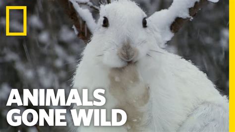 Snow Bunny Survivor Animals Gone Wild Youtube