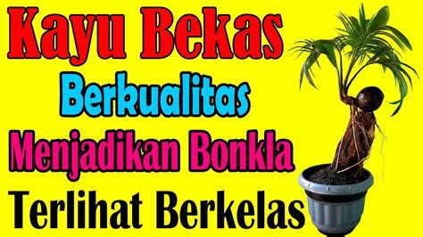 Maybe you would like to learn more about one of these? Cara buat tumpangan bonsai kelapa setelah media air akar ...