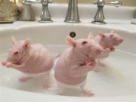 PsBattle Three hairless rats in the tub Домашние крысы Хорьки