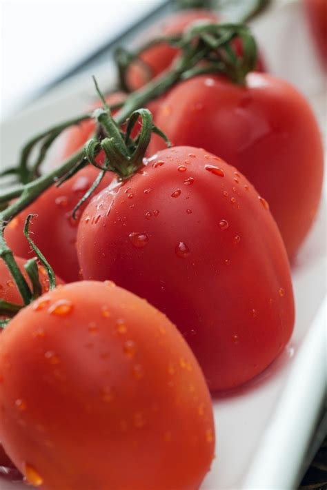 Why do leaves of tomato plant turn black? Black Spots on Tomato Plant Leaves | ThriftyFun