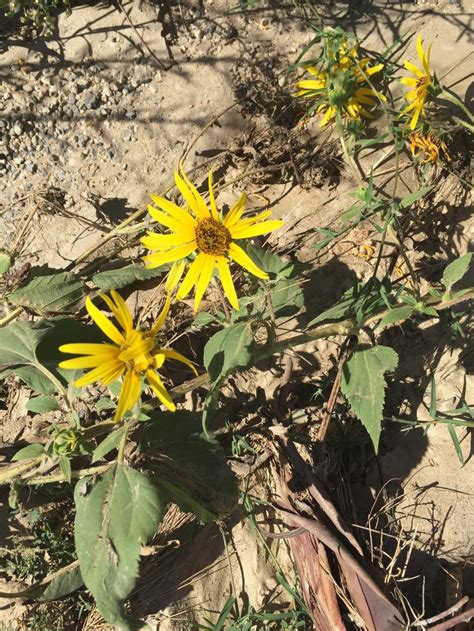 By planting the smoothest each year you will slowly breed out the remember to use the knobbly ones for cooking while retaining the smoothest looking examples for planting next spring. Plant ID forum: Is this sunchoke? - Garden.org