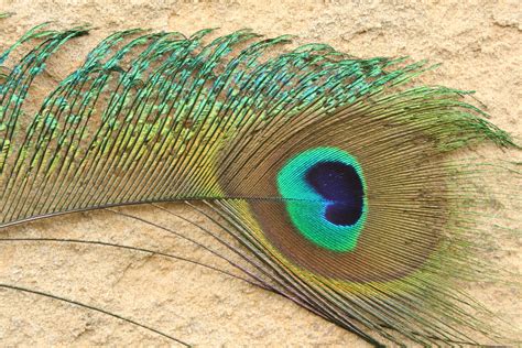 Free photo: Peacock Feather - Peacock, Feather - Free Download - Jooinn
