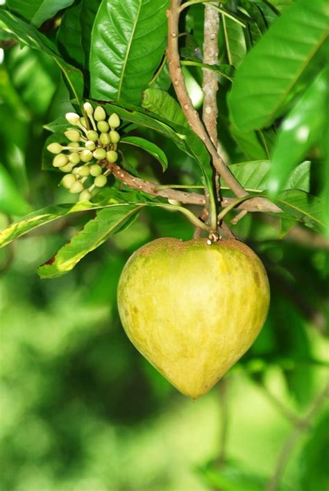 Top 5 easy fruit trees for south florida. Canistel - Fruit trees for sale online at Pepe's Fruit Trees