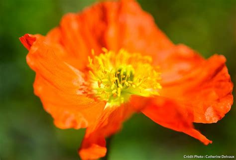 Les 26 Plus Belles Plantes à Fleurs Orange Pour Le Jardin Détente Jardin
