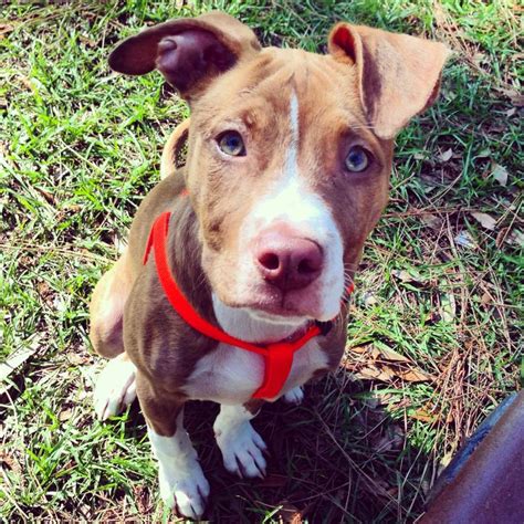 The blue nose pitbull isn't really blue, just a light gray. Rednose brindle Pitbull puppy with green eyes