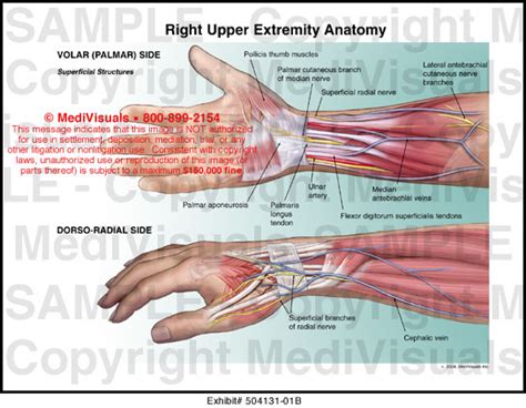 Medivisuals Right Upper Extremity Anatomy Medical Illustration