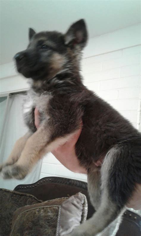 German Shepherd Puppies For Sale Tucson Az 239801