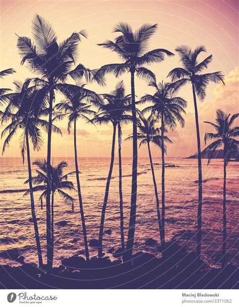 Coconut Palm Trees Silhouettes At Sunset A Royalty Free Stock Photo